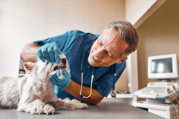 Best 24-Hour Emergency Dentist in Zephyrhills West, FL